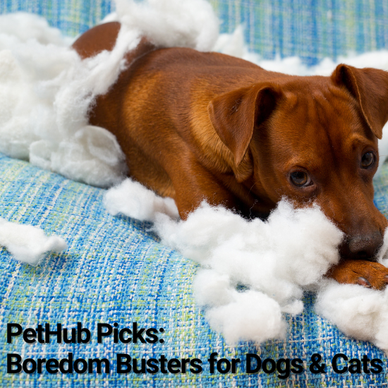 Boredom breakers cheap for dogs